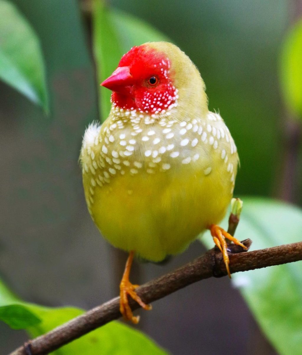 Желтокрылый астрильд