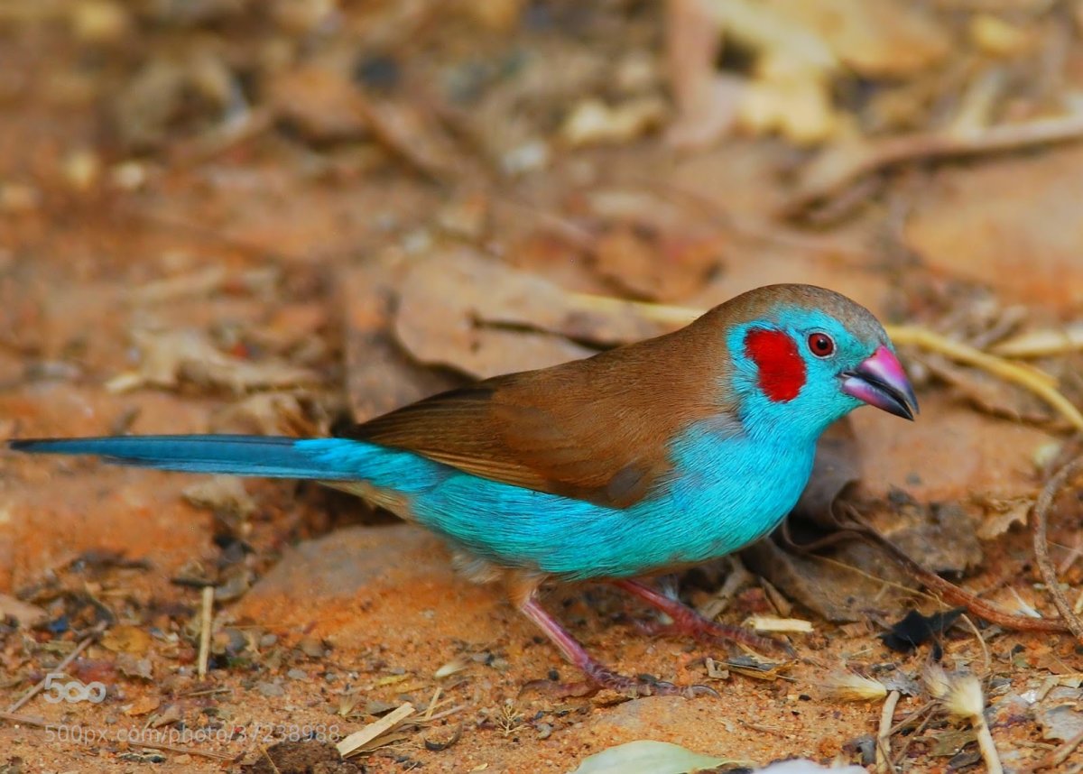 Краснохвостый астрильд птица