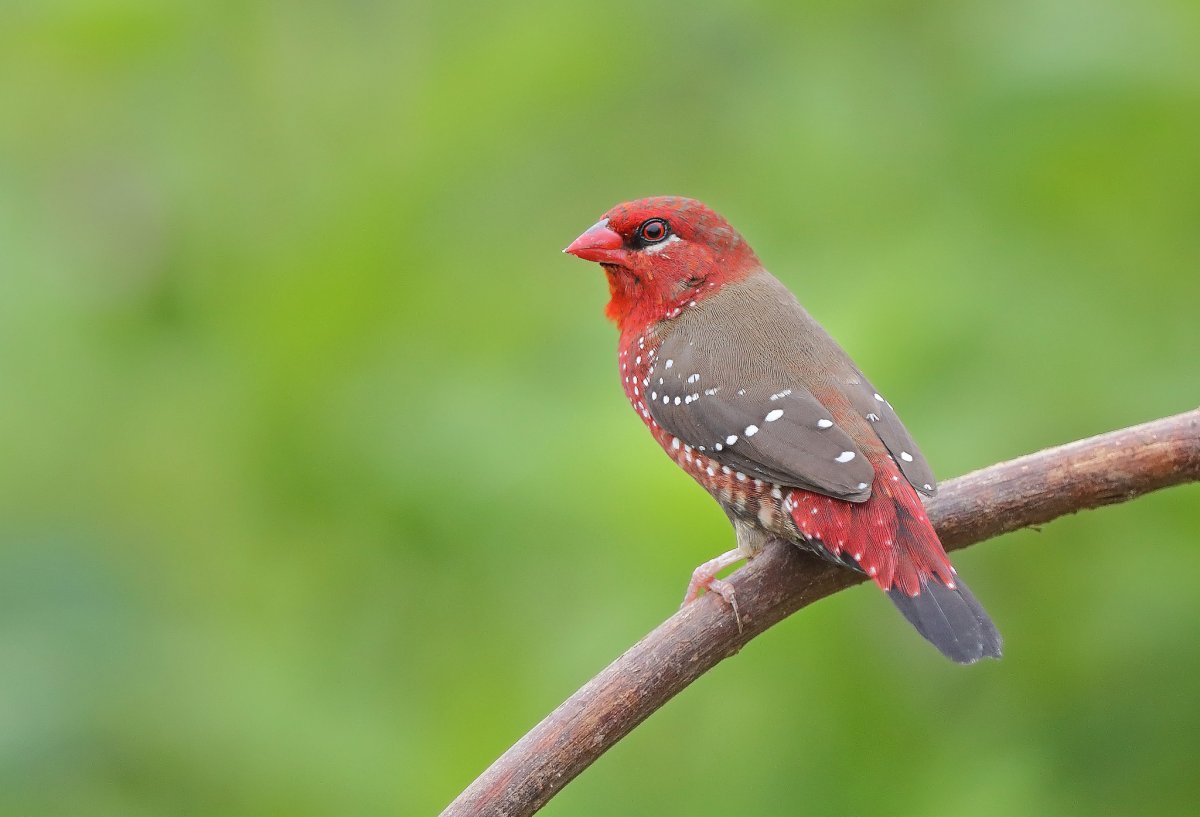 Аравийский астрильд