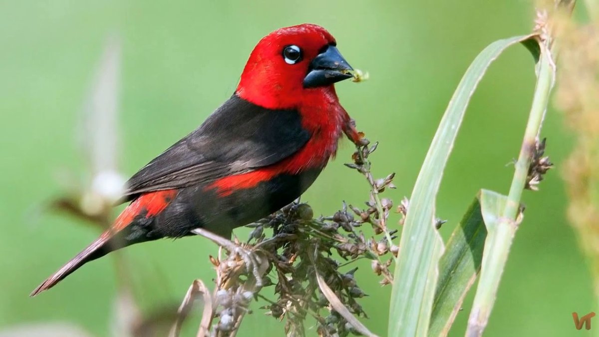 Красноголовый астрильд