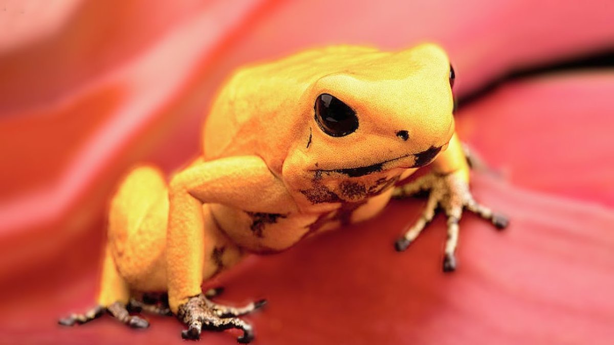 Золотая ядовитая лягушка-дротик