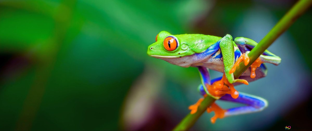 Mastered Frog Spirit