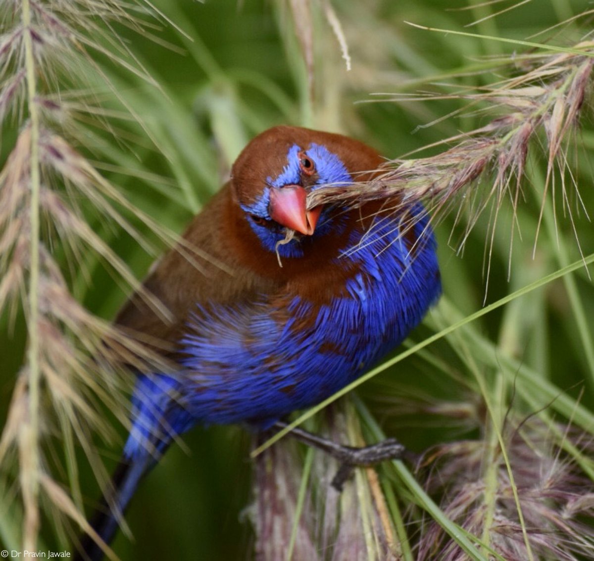 Рубиновая астрильда