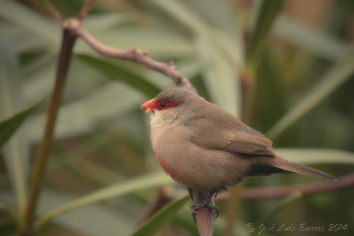 Тигровый астрильд