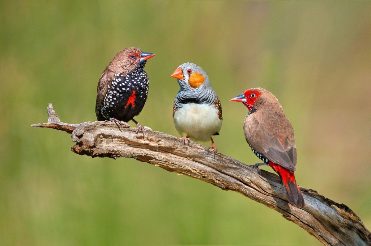 Бархатистый астрильд Джексона
