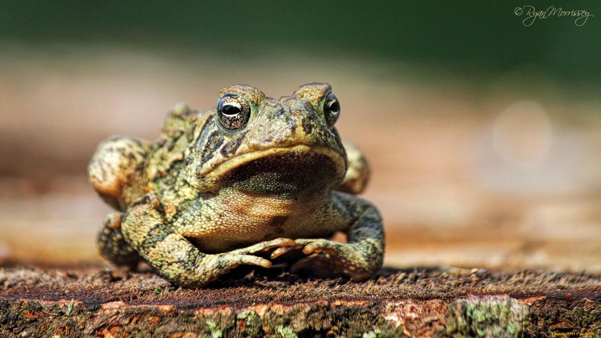 Жаба на рабочий стол