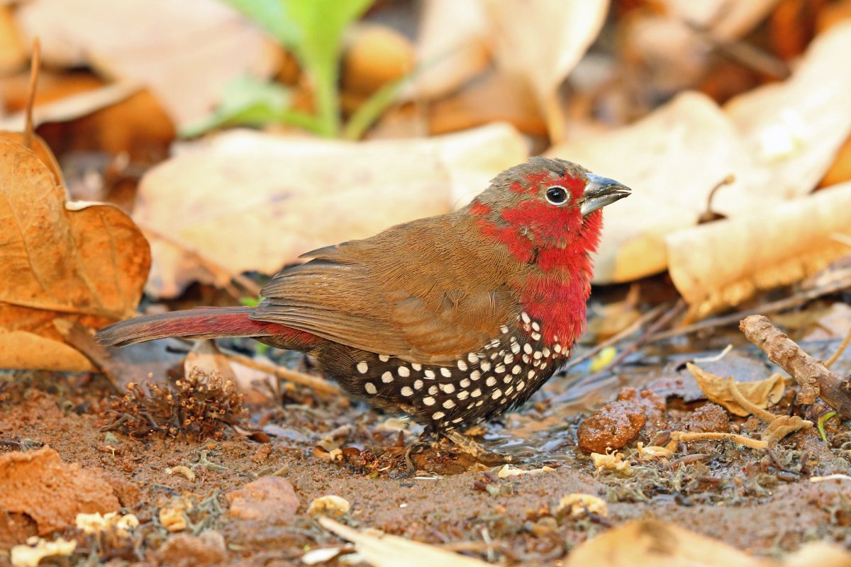 Голубой Кардинал