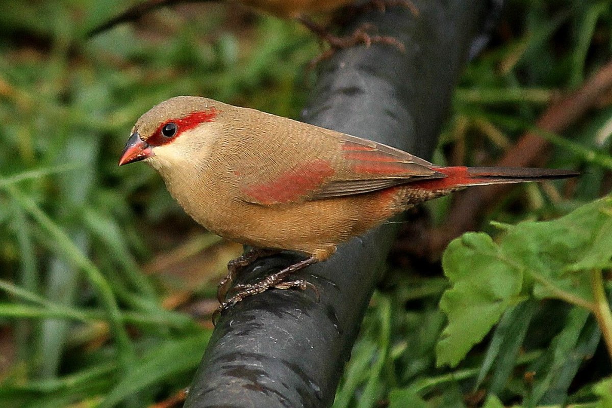 Масковая амадина