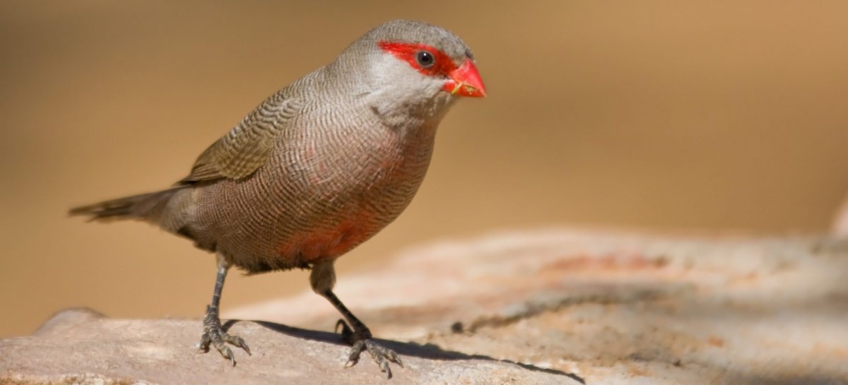 Тигровый астрильд Amandava Amandava