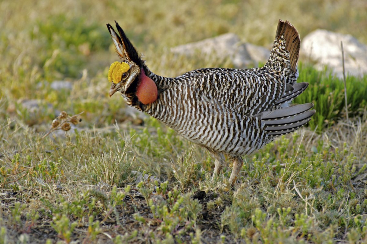 Североамериканские птицы