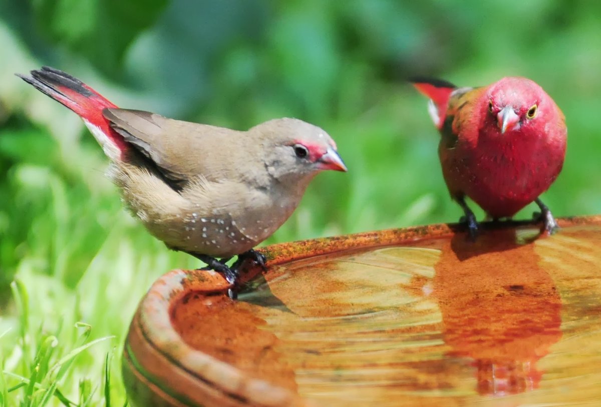 Птица Роджер фото