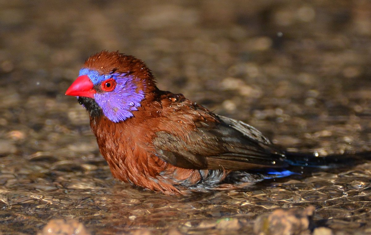 Астрильд птица