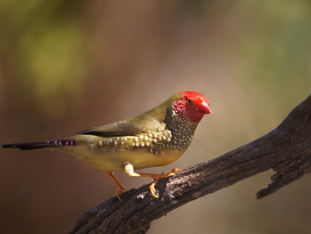 Жемчужный астрильд