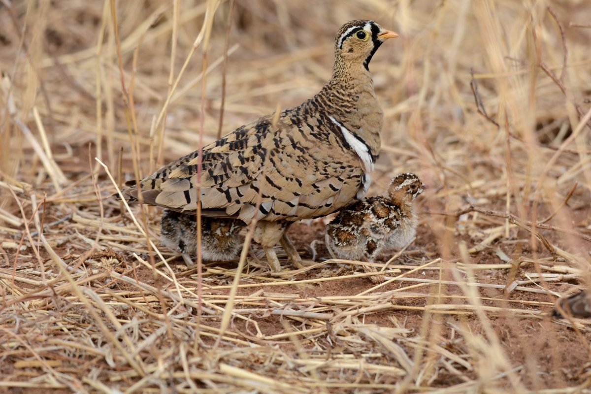 Птенцы фазана