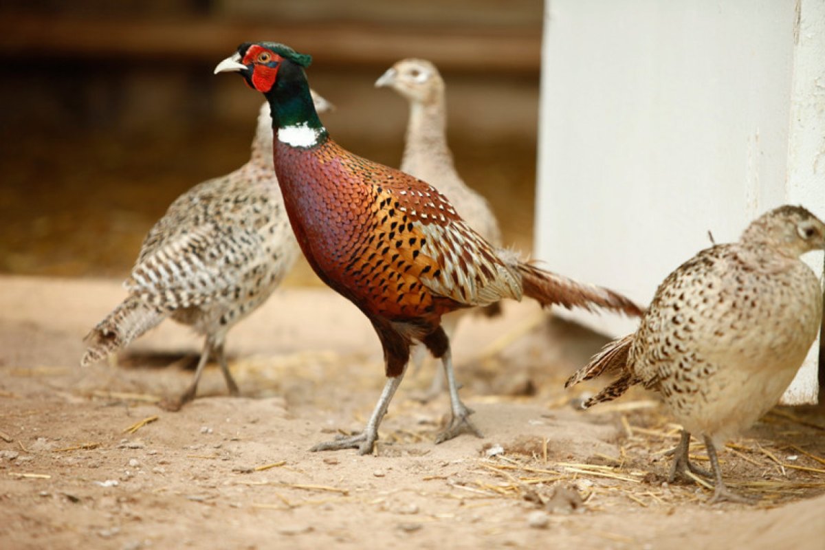 Серебристый фазан Молодняк