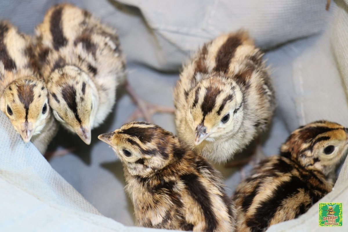 Птенец фазана