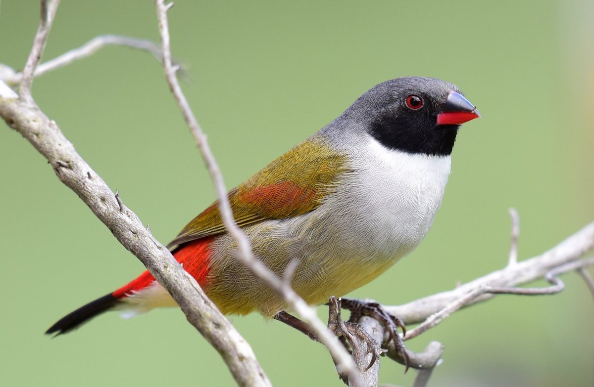 Тигровый астрильд