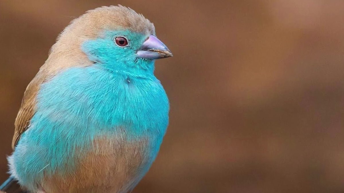 Черношапочный астрильд