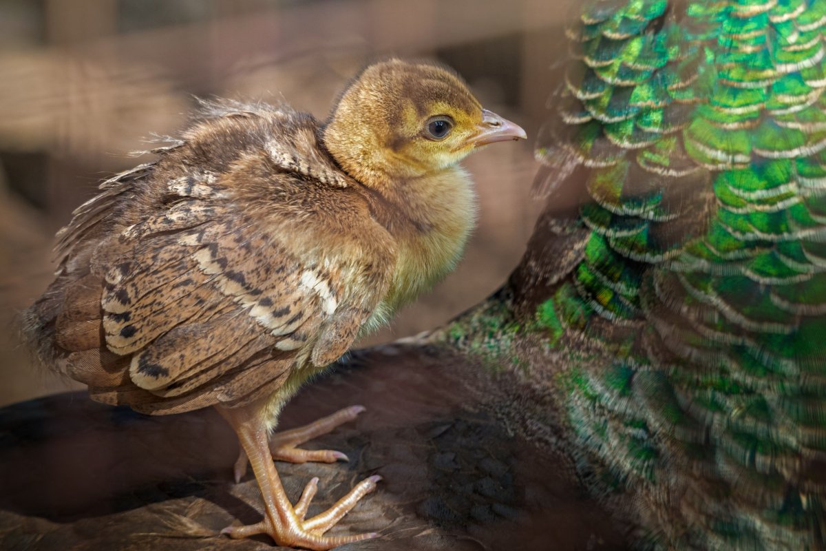 Павлин птенец
