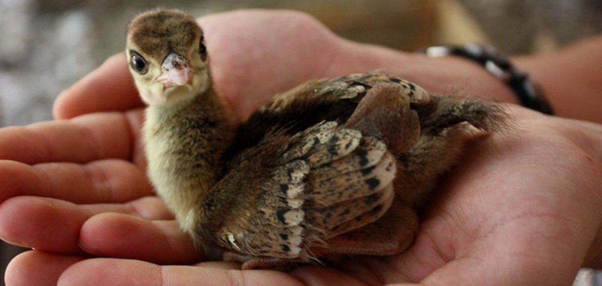 Цыпленок павлина