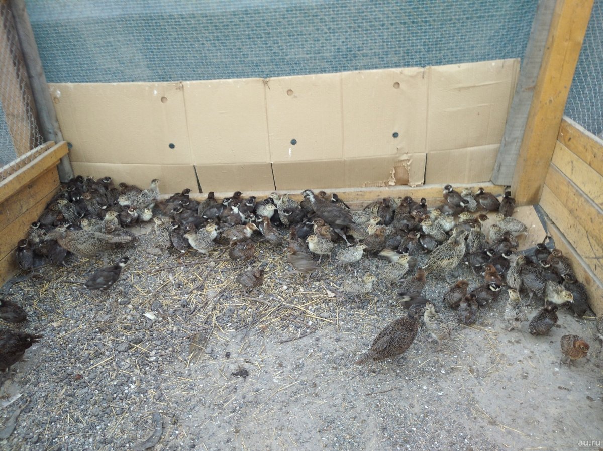 Птенец фазана