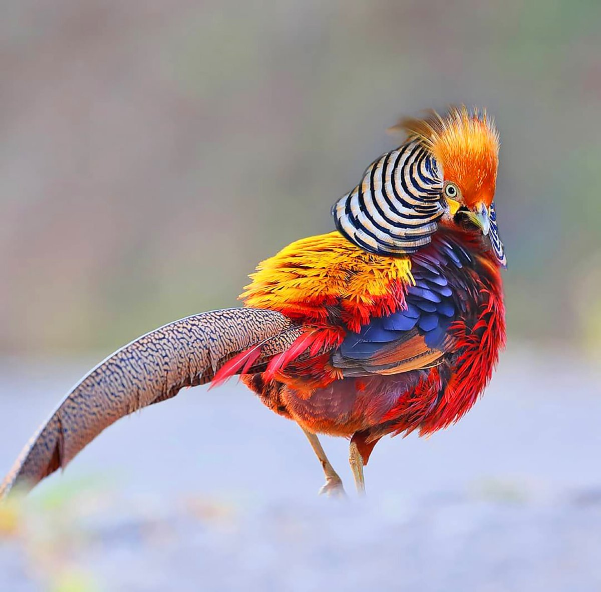 Яйца фазана в инкубаторе