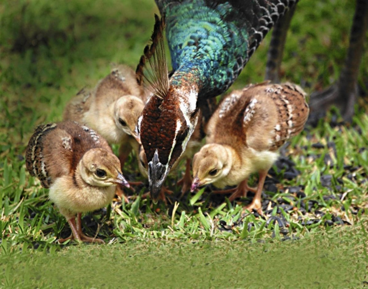Обыкновенный Павлин птенцы
