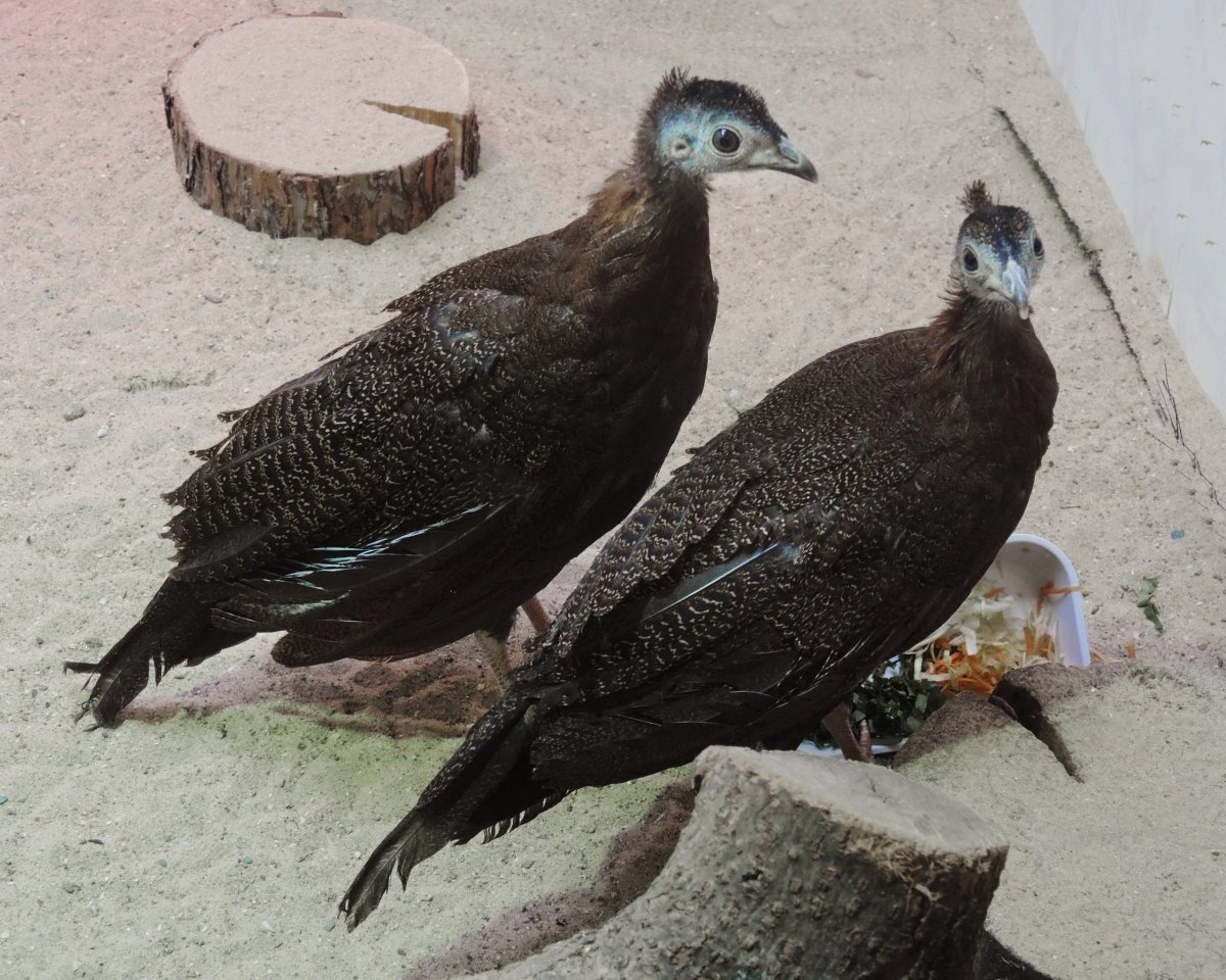 Фазан в Московском зоопарке