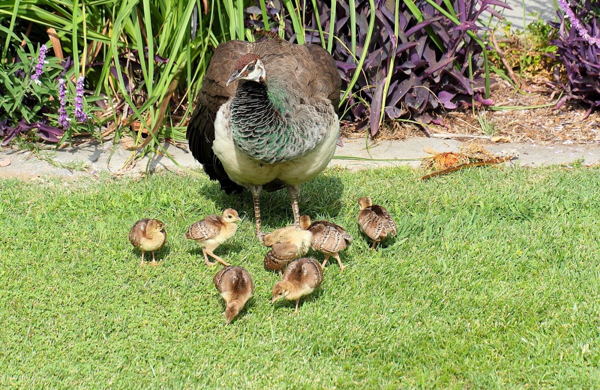 Павлин птенец