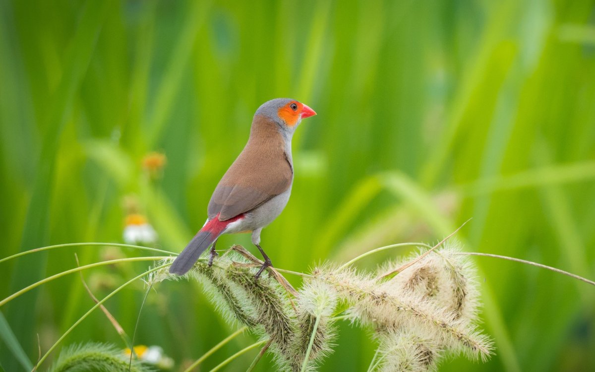 Гранатовый астрильд