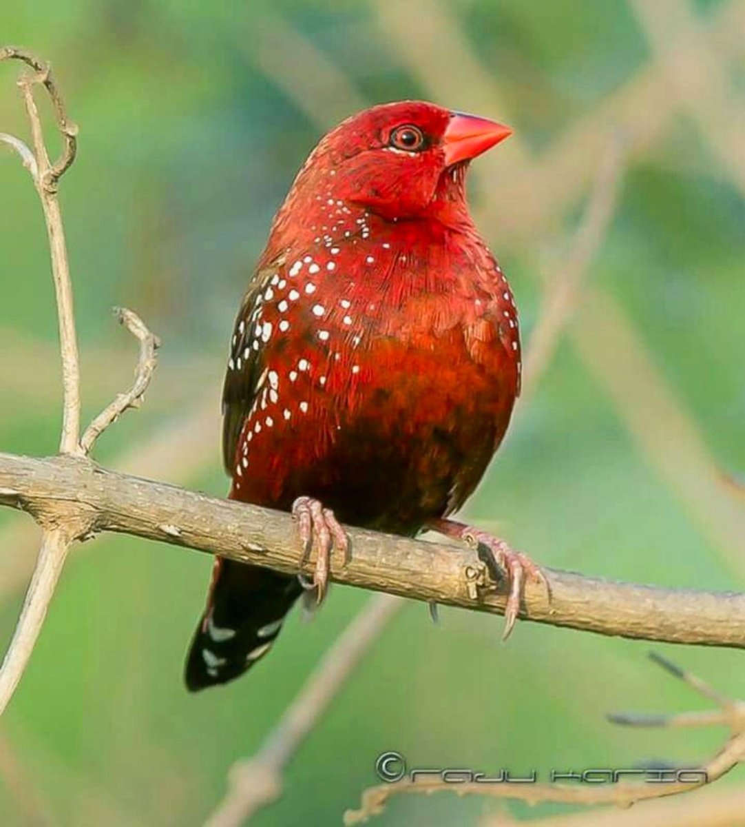 Птица жемчужный астрильд