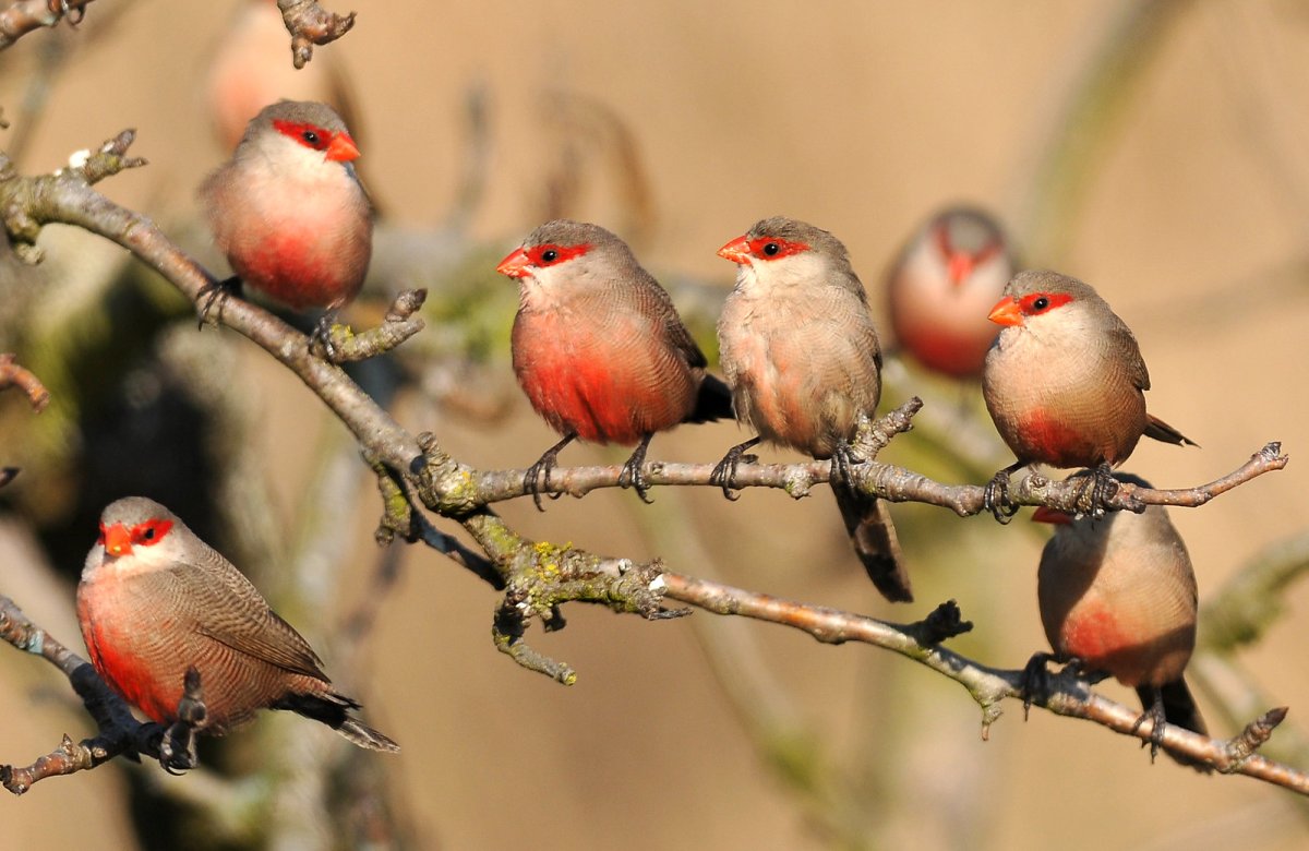 Краснолицый астрильд