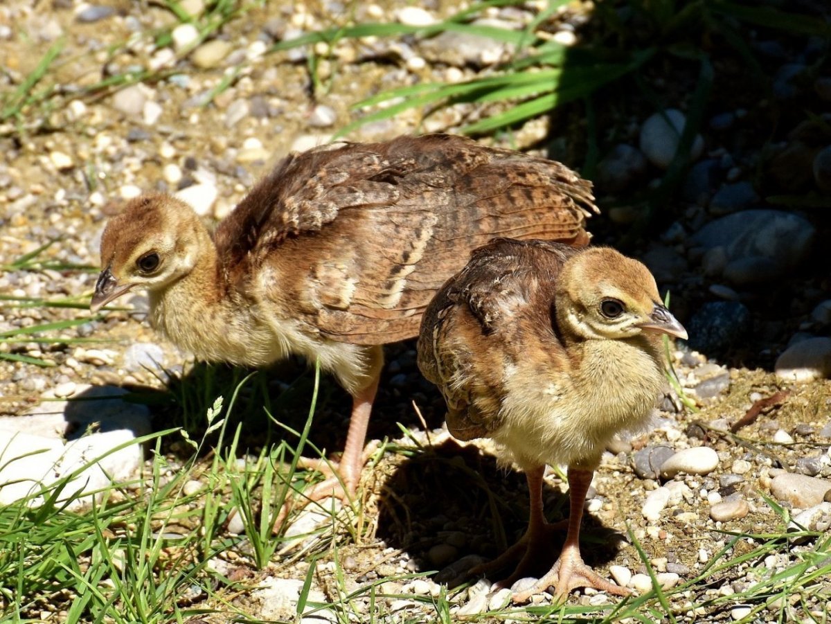 Птенец фазана