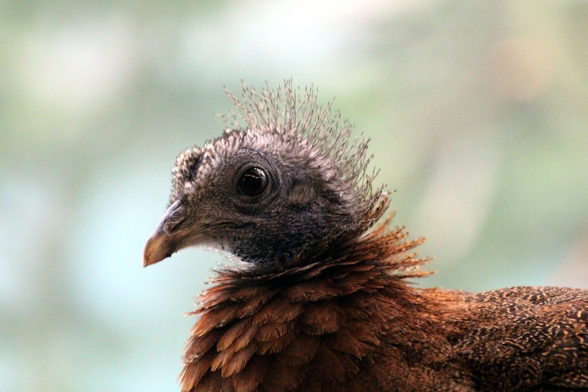 Аргус / argusianus Argus