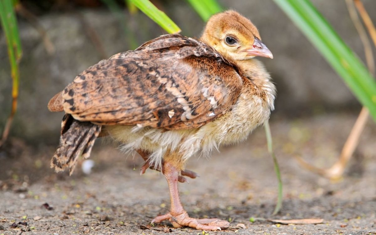 Цыпленок павлина