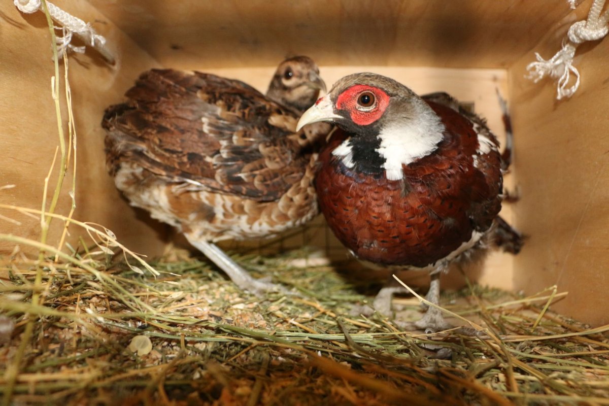 Птенец фазана