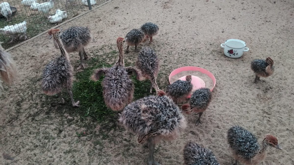 Павлин птенец