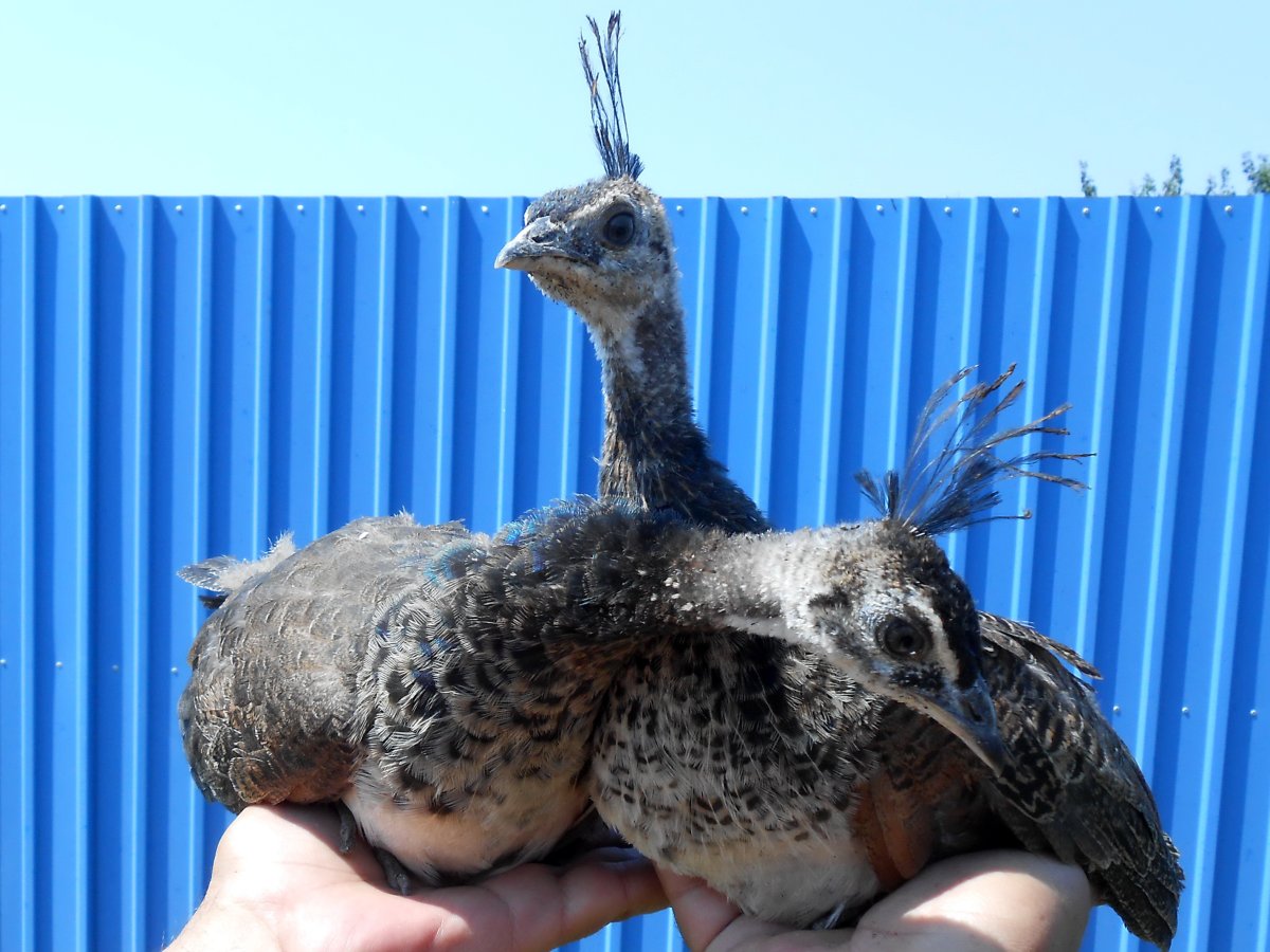 Птенцы павлинов