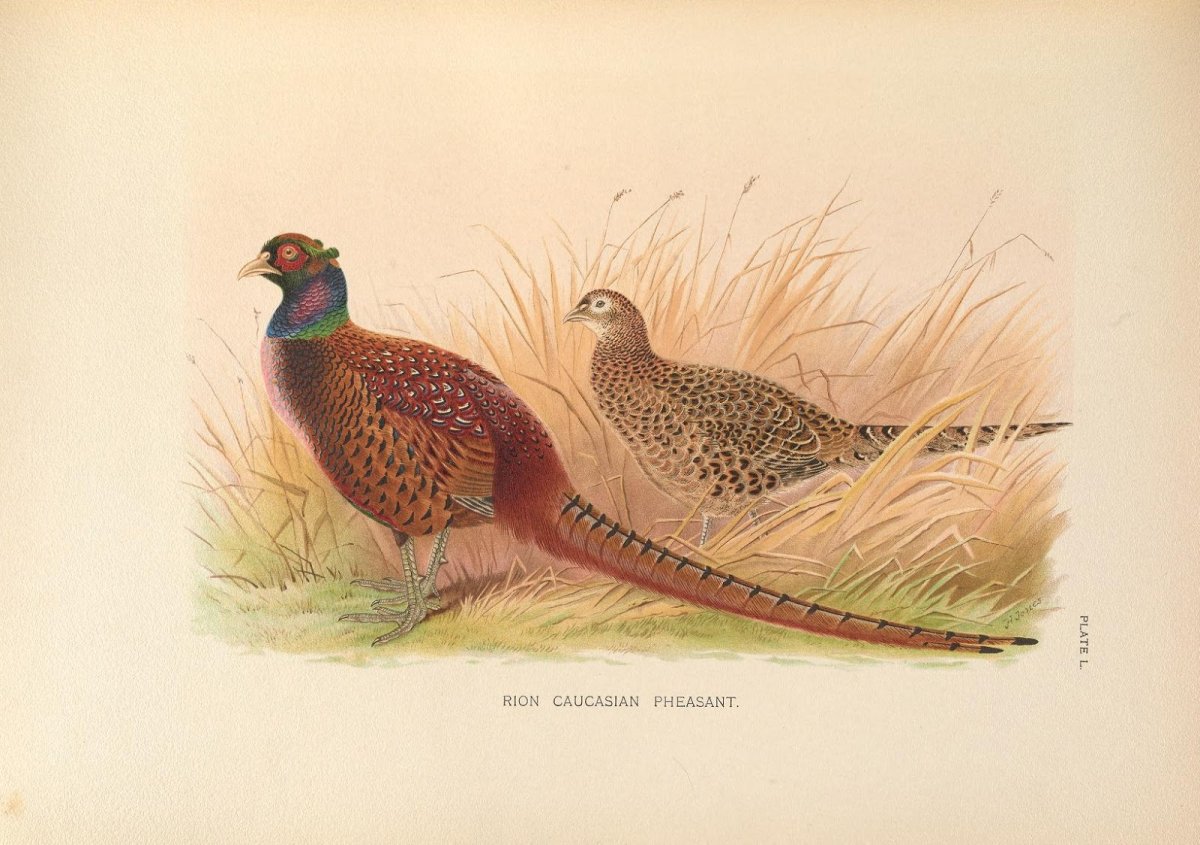 Диковинные птицы