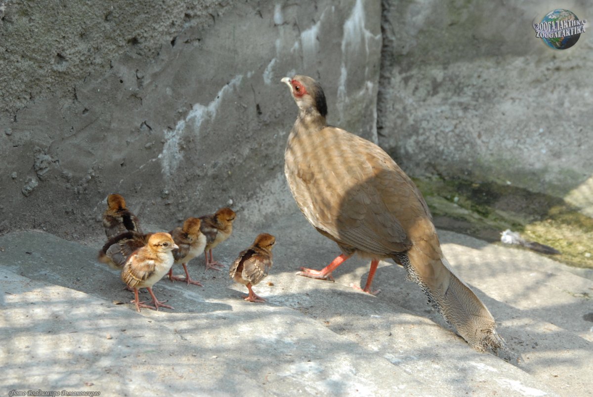 Серебряный фазан птенцы