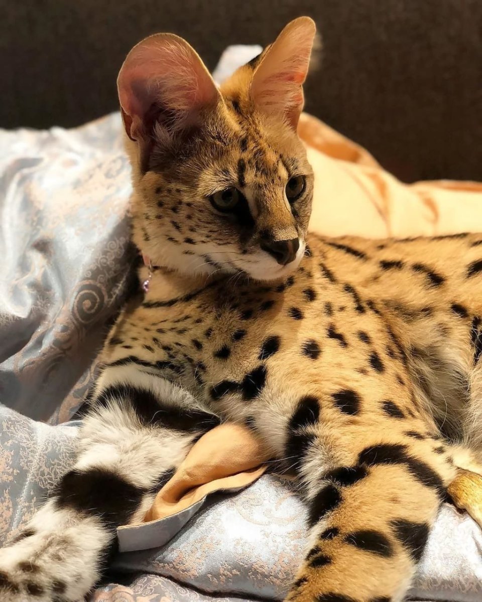 Кошка Саванна и сервал