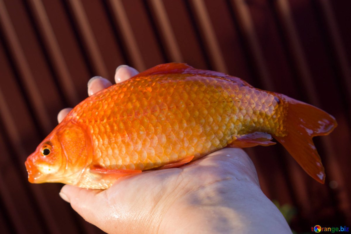 Карась золотой горбатый