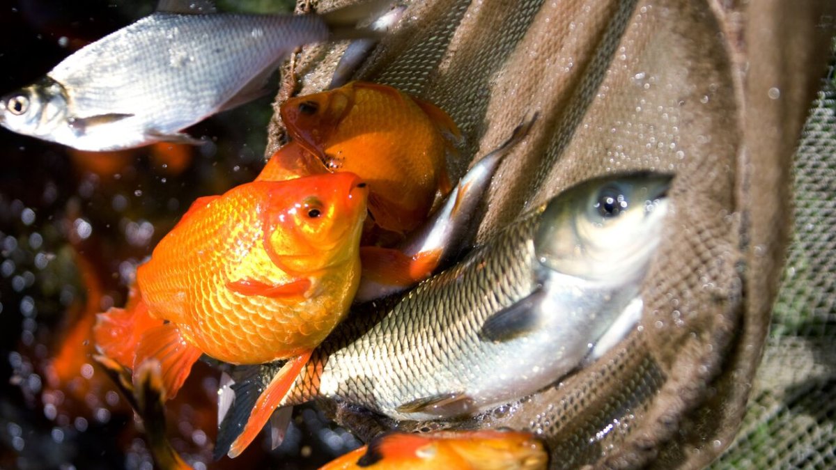 Разноцветные караси