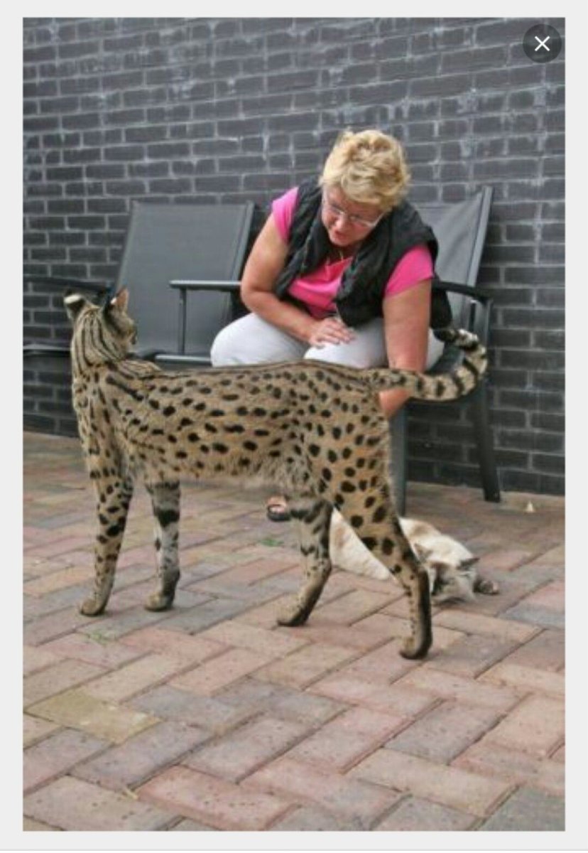 Сервал Саванна бенгал Ашера