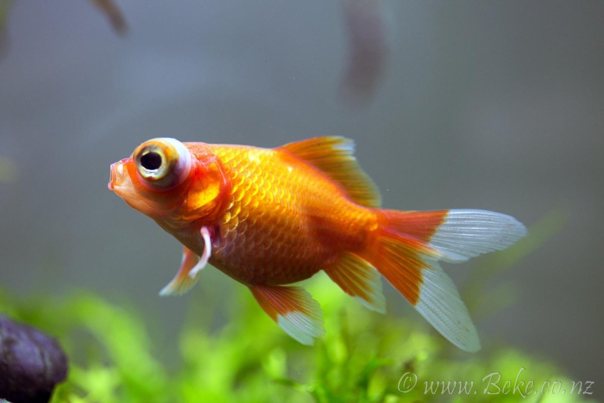 Карась вуалехвост