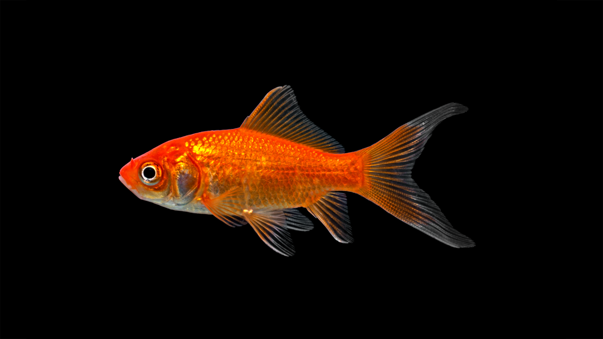 Carassius auratus Комета