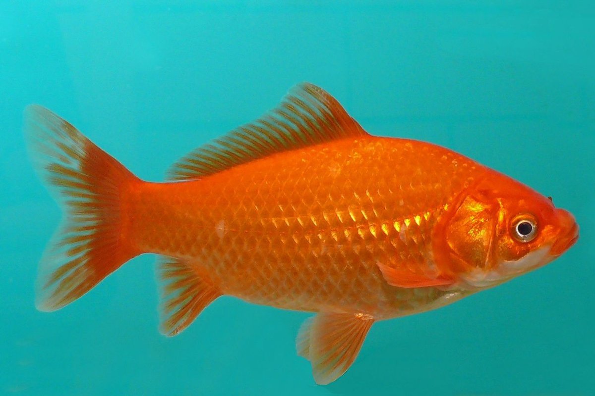 Carassius auratus auratus язык