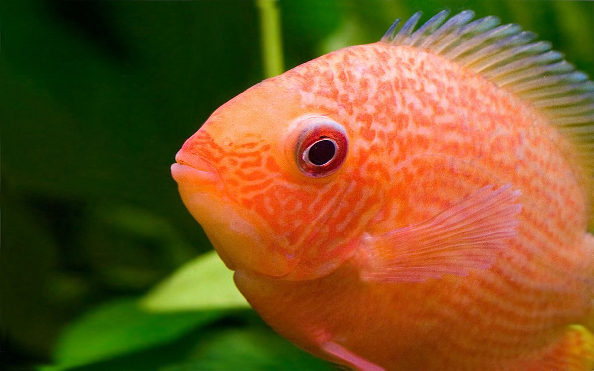 Цихлазома северум альбинос