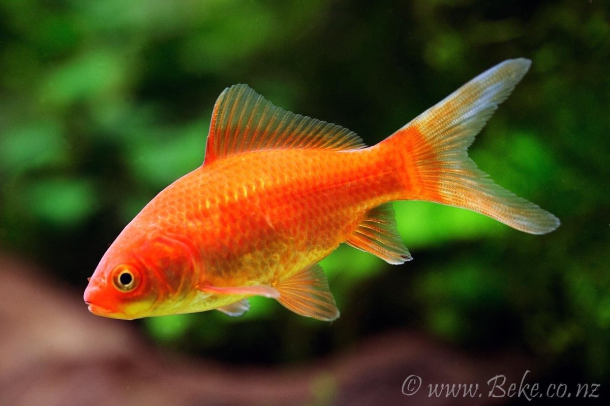 Рыба Комета (Carassius auratus)