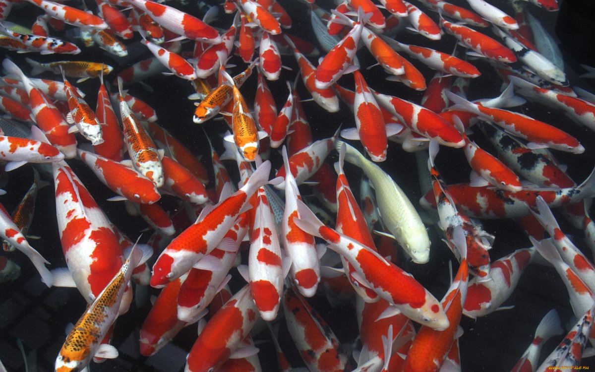 Карп кои Ханако